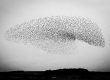 Ian Cook - Murmuration