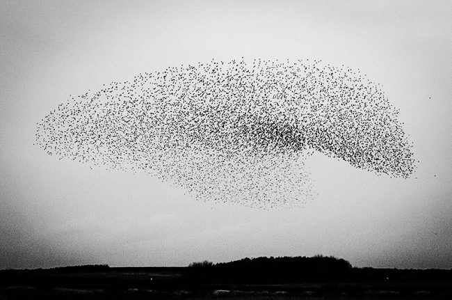 Ian Cook - Murmuration